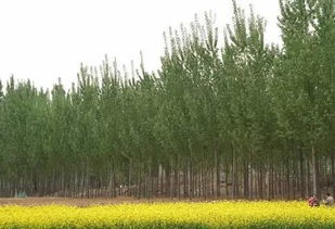 花旗杨：高大威猛的绿巨人