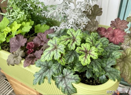 喜阴花草的DIY应用：