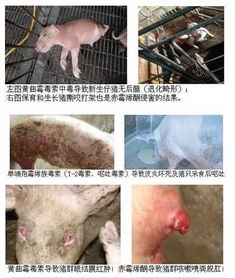 猪霉菌毒素中毒：看似平常