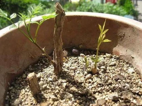 凌霄花种子的播种时间与收获