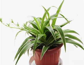 白鹤芋：耐阴好品种