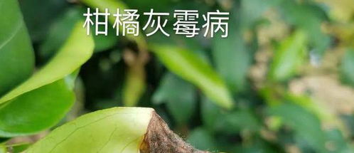 倒春寒的危害与防范