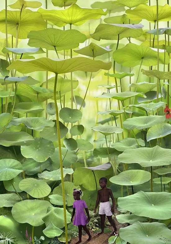 番薯非蕨类，植物界新宠！