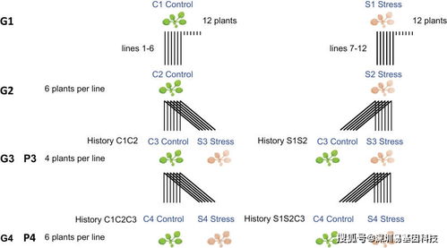 水分胁迫的生存策略