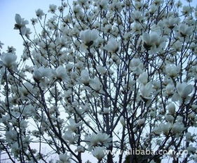 15公分白玉兰的价格探讨