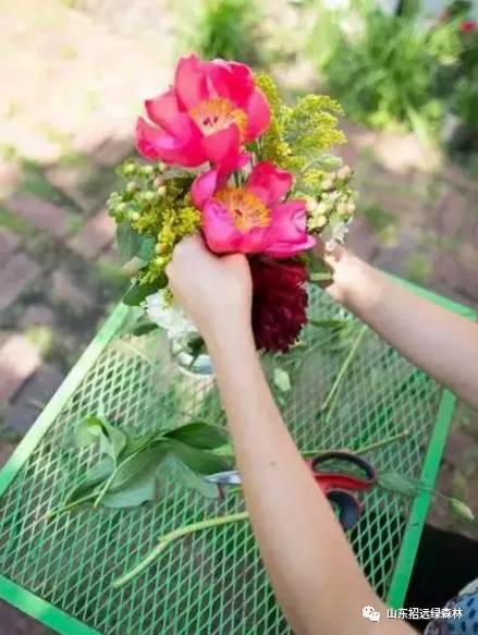 冬天鲜花养护，如何让花朵绽放更久