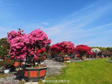 功嫩需求影响价格：休闲还是种植， 价格大不同