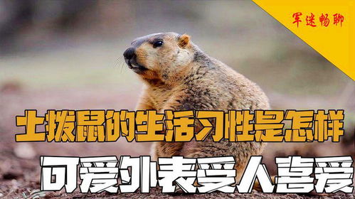 土拨鼠与地鼠有什么本质区别，它们的生活习性、外貌特征有何不同？