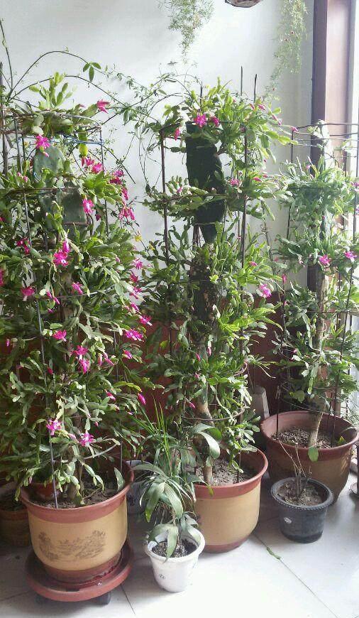 冬季开花：蜡梅的温暖时刻