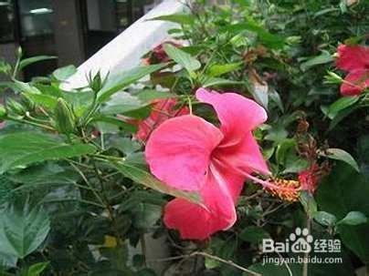 自制花肥只需厨余垃圾，花草能蹭蹭长吗