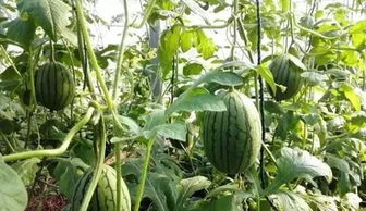 打过除草剂的玉米地，还能种植甜瓜、西瓜或香瓜吗？