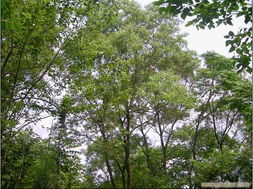 常州苗木大盘点：那些熟悉而又陌生的绿意