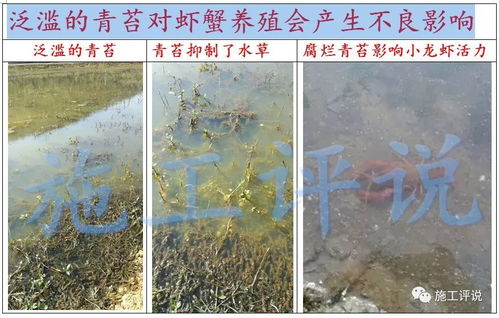 青苔泛滥对虾塘养殖：小龙虾养殖的隐形杀手？