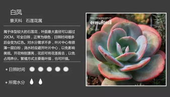 女雏多肉植物图片，新手养护必看图鉴