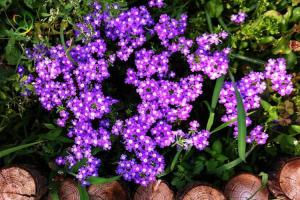 美女樱：耐寒耐晒的多年生草本植物