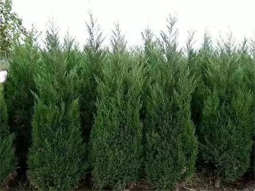 探寻河北古松农副产品北国雪松的神秘价格