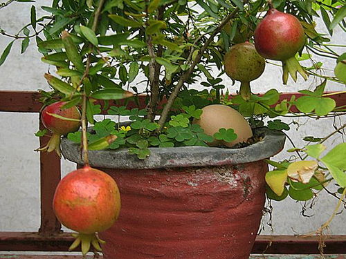 花盆大不大，hen重要