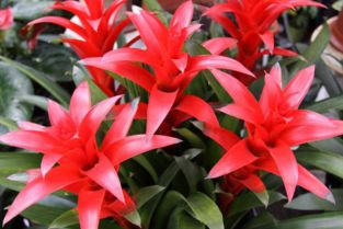 花如其名， 可拌菜的花