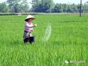 水稻细菌性病害是水稻生产中的主要病害之一