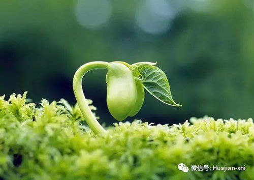 种子传播的暗战