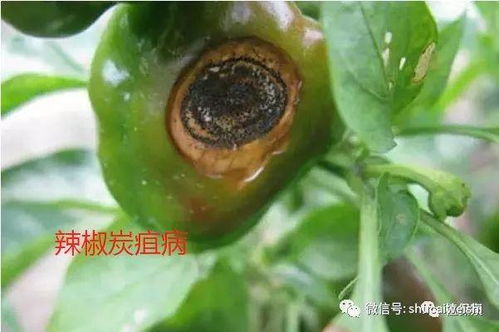 病害的诊断，就像猜谜语