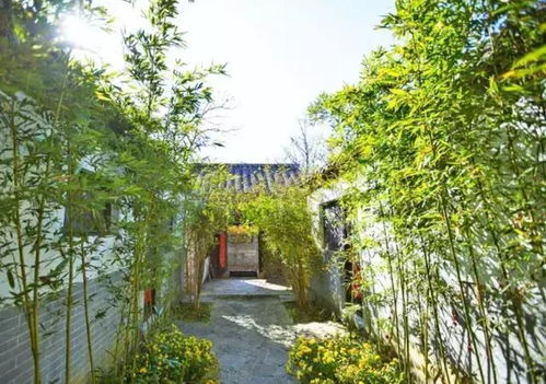节节高，为何不能养在室内