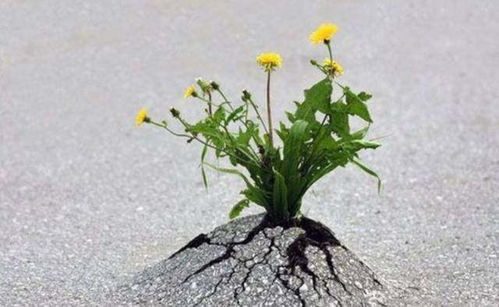 组合种植， 互利共生