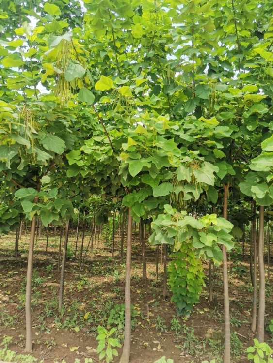 药害事件，教训深刻