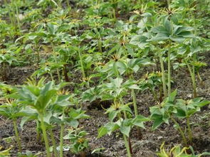 重楼种子出苗奥秘大揭秘