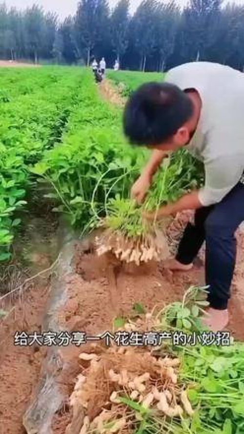 花生高产种植技巧分享