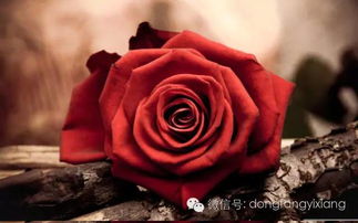 玫瑰色彩缤纷，教你挑到最美的那一朵