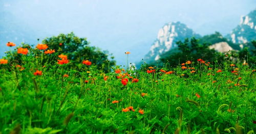 半边黄遍布各地，花海绚烂