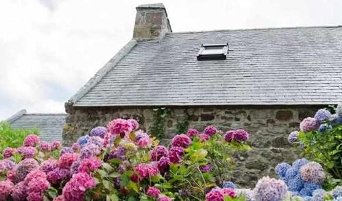 我邻居张叔去年在朝北阳台试种比利时杜鹃， 用泡沫箱+旧棉被DIY保温层，竟然让花开到正月十五。关键诀窍是每天10点开箱透气2小时既防闷根又保温度🌡️。