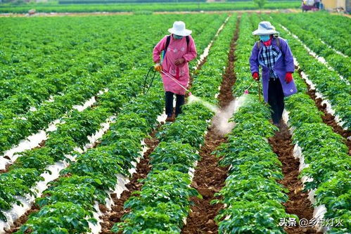 功效：保护农作物， 提高产量