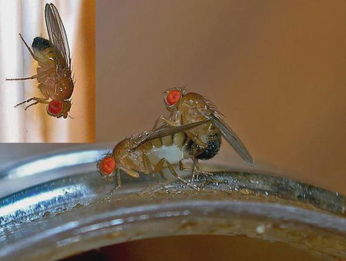 黑腹果蝇对杀虫剂最敏感，请问哪种杀虫剂对消灭黑腹果蝇最为有效？