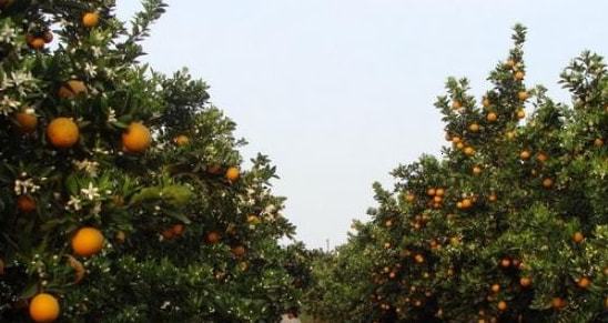 沙糖桔保果技术升级，高效种植秘诀分享
