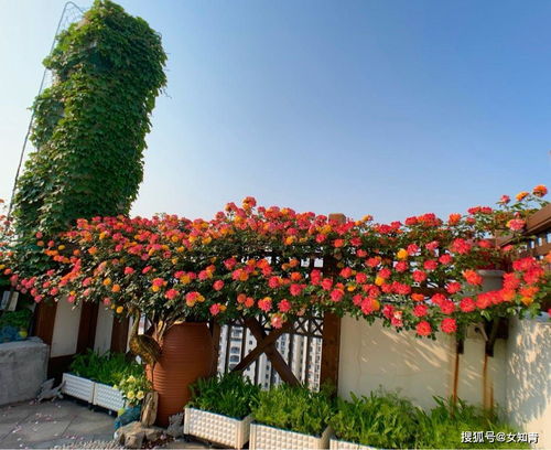 藤本花卉园艺布置教学分享