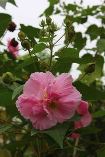 芙蓉花美叶翠，果实香，树皮奇，分布广，生长易，文化韵！