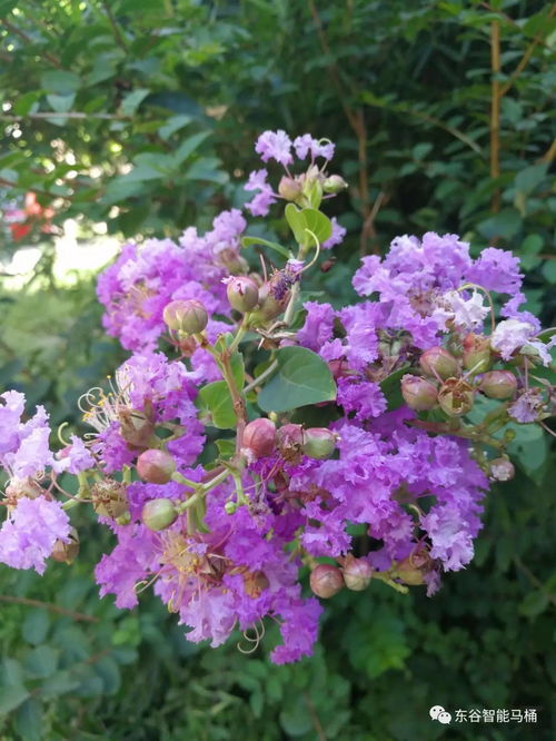 特殊花卉紫根兰