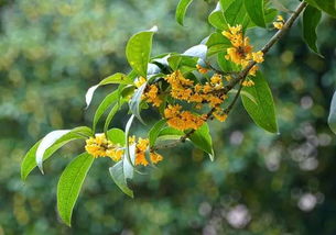 昆山市花——桂花，寓意吉祥、高洁