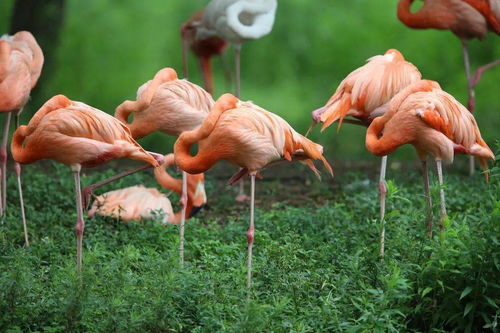 香椿火烈鸟种植指南：如何在家培育珍稀火烈鸟？