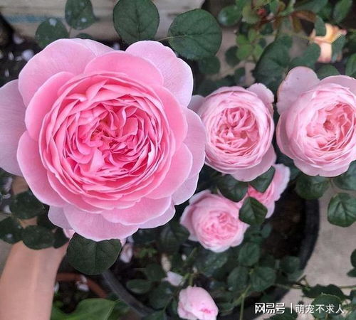 胜利女神，花开之美