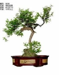 树桩变身盆景，新手快来堪堪怎么入门吧！