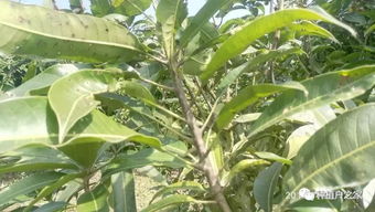 5月芒果高产优质管理，关键五项要点