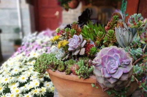 Q：总养死花怎么办？