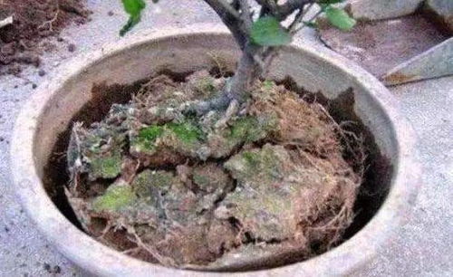 盆栽枯叶的困扰与应对