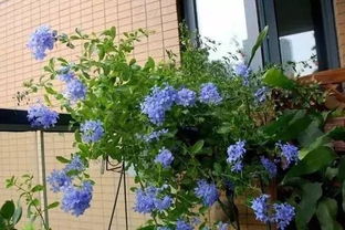 冬天室外花卉如何保养？如何让它们安然度过寒冷季节