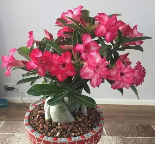 沙漠玫瑰浇水时需要浇透吗？浇透对它的生长有影响吗