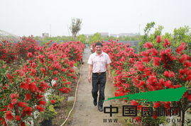 红千层：色彩斑斓， 美丽如画