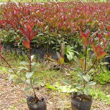 三、红叶石楠和高杆石楠的价格是多少？